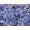 Hydrangea Marsepein Lilac