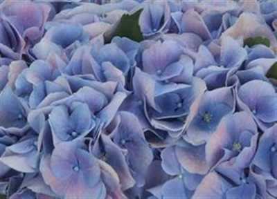 Hydrangea Marsepein Lilac