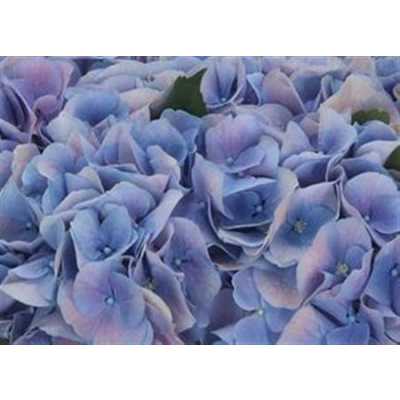 Hydrangea Marsepein Lilac