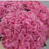 Hydrangea Opal Pink