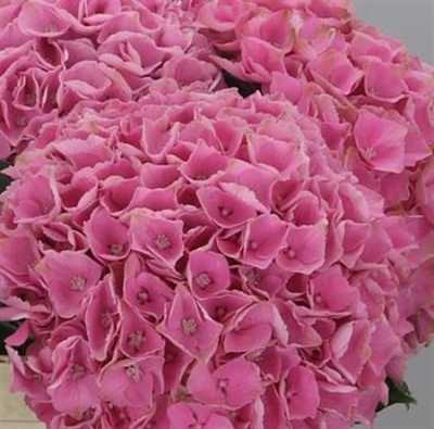 Hydrangea Opal Pink