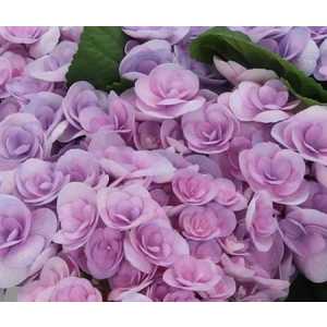 Hydrangea Papillon Lilac