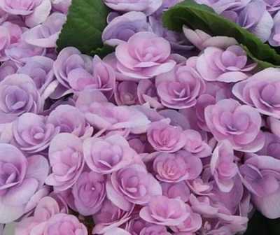 Hydrangea Papillon Lilac