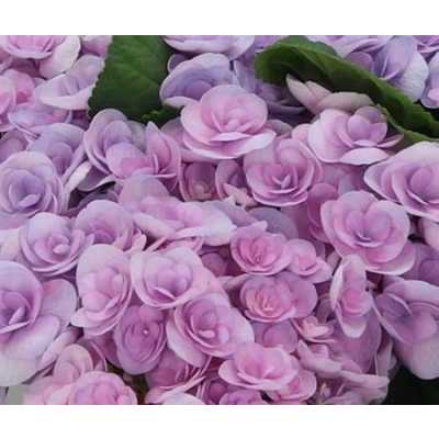 Hydrangea Papillon Lilac