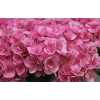 Hydrangea Papillon Pink