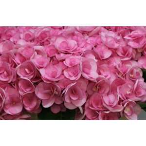 Hydrangea Papillon Pink