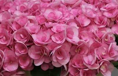 Hydrangea Papillon Pink