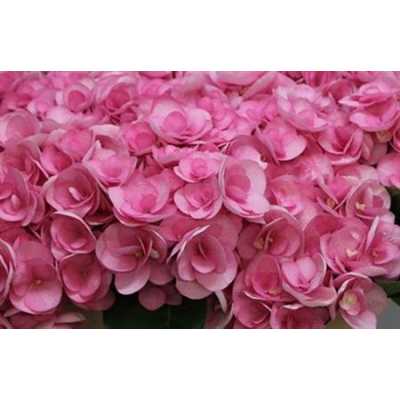 Hydrangea Papillon Pink