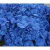 Hydrangea Pimpernel