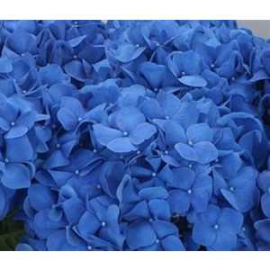 Hydrangea Pimpernel