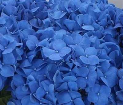 Hydrangea Pimpernel
