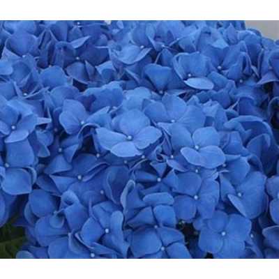 Hydrangea Pimpernel