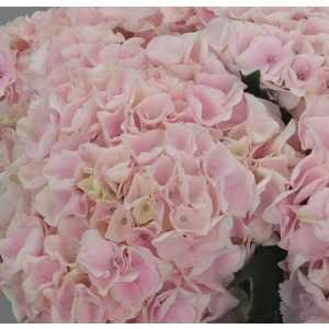 Hydrangea Pinktouch