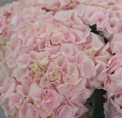 Hydrangea Pinktouch