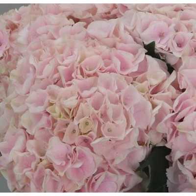Hydrangea Pinktouch