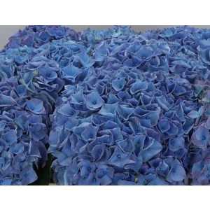 Hydrangea Riviera