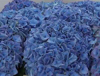 Hydrangea Riviera