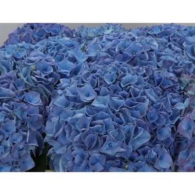 Hydrangea Riviera