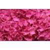 Hydrangea Rodeo Cerise