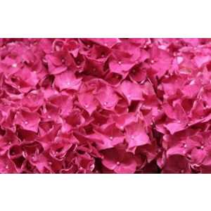 Hydrangea Rodeo Cerise