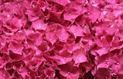 Hydrangea Rodeo Cerise