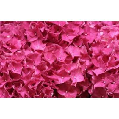 Hydrangea Rodeo Cerise