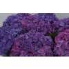 Hydrangea Rodeo Purple