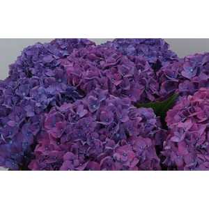 Hydrangea Rodeo Purple