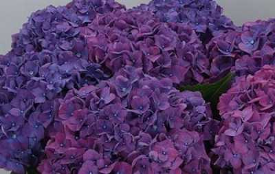 Hydrangea Rodeo Purple
