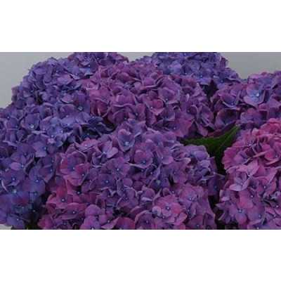 Hydrangea Rodeo Purple
