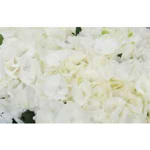 Hydrangea Schneeball