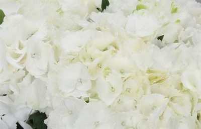 Hydrangea Schneeball