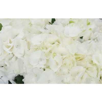 Hydrangea Schneeball