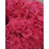 Hydrangea Sibilla Cerise
