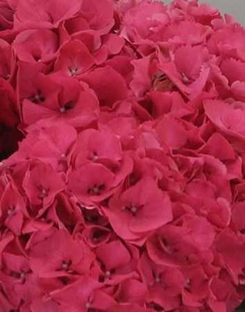 Hydrangea Sibilla Cerise