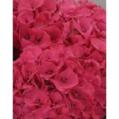 Hydrangea Sibilla Cerise