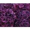 Hydrangea Sibilla Purple
