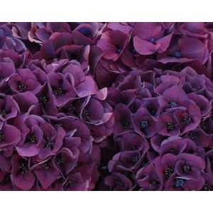 Hydrangea Sibilla Purple