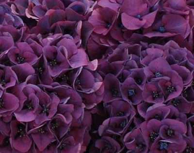 Hydrangea Sibilla Purple