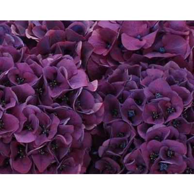 Hydrangea Sibilla Purple