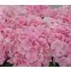 Hydrangea Verena Pink Pale