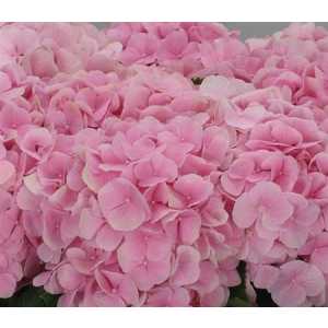 Hydrangea Verena Pink Pale