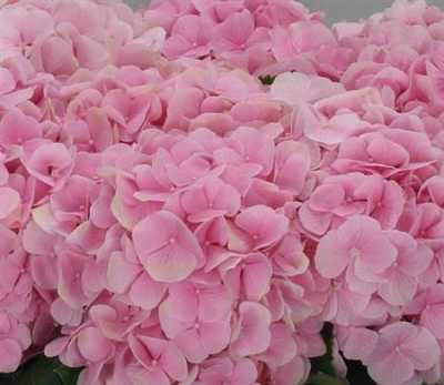 Hydrangea Verena Pink Pale