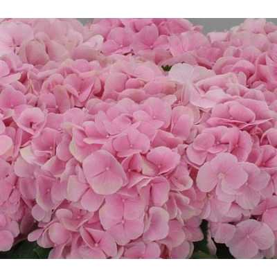Hydrangea Verena Pink Pale