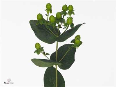 Hyp Coco Bamboo