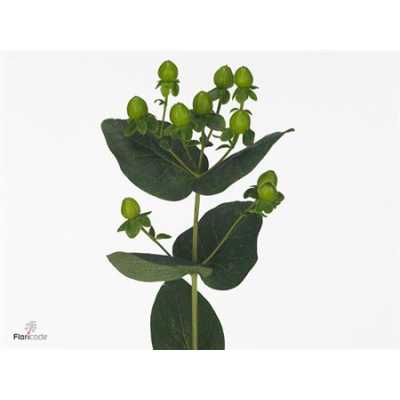 Hyp Coco Bamboo