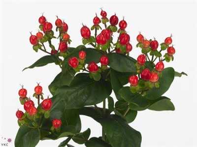 Hyp Coco Diablo