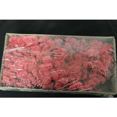 Ijslandsmos Pr Fuschia