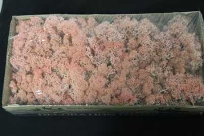 Ijslandsmos Pr Light Pink