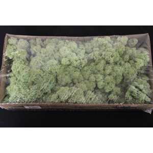 Ijslandsmos Pr Mint Groen